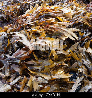 Seetang mit braunen/grünen Zähnen ( Fucus serratus) in Scottish Beach, Schottland, Großbritannien Stockfoto