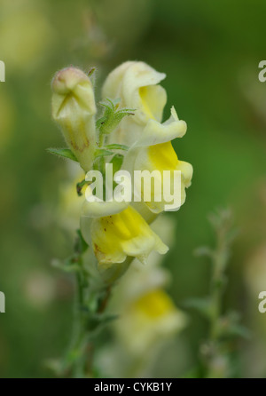 Löwenmaul (Antirrhinum Majus) wächst auf Brachland durch eine Straße.   Barrio La Gloria, Potes, Pesaguero, Kantabrien, Spanien. Stockfoto