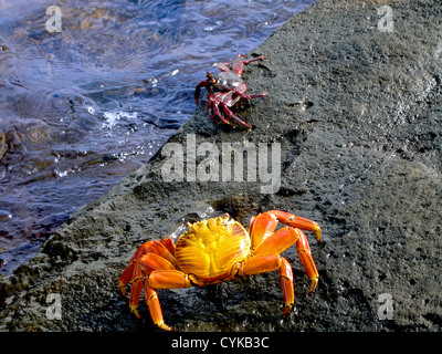 Sally Lightfoot Krabben, Grapsus Grapsus, Galapagos-Inseln, Ecuador, Südamerika Stockfoto