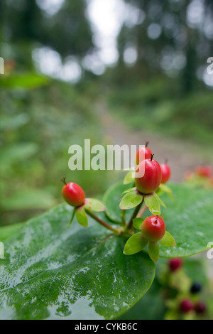 Tutsan; Hypericum Androsaemum; Beeren; Cornwall; UK Stockfoto