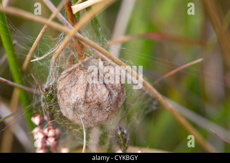 Wasp Spider; Argiope Bruennichi; Ei Sack; Cornwall; UK Stockfoto