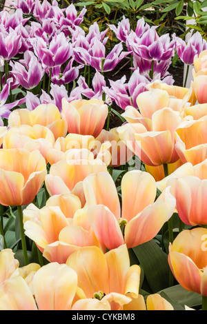 Darwin Hybrid Tulpe, Tulipa "AD REM Schönheit", im Keukenhof Gärten in Süd-Holland in den Niederlanden. Stockfoto