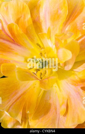 Doppelte späten Tulpen, Tulipa "Charmante Schönheit", im Keukenhof Gärten in Süd-Holland in den Niederlanden. Stockfoto