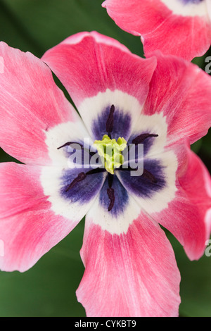 Triumph-Tulpen, Tulipa ' TS 8-1', im Keukenhof Gärten in Süd-Holland in den Niederlanden. Stockfoto