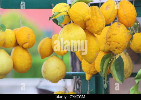 Riesige Zitronen auf einem Markt stall in Sirmione am Gardasee, Region Brescia, Lombardei, Italien Stockfoto