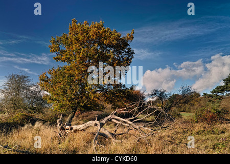 Herbstfärbung in Hatfield Forrest in North Essex Stockfoto