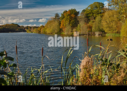 Hatfield Waldsee im Herbst Stockfoto