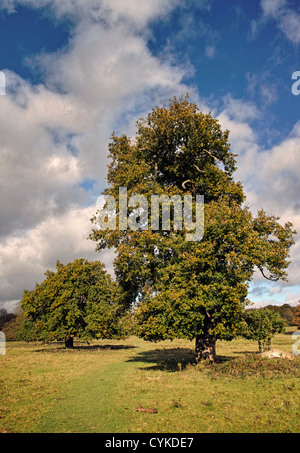 Bäume im Wald Hatfield Stockfoto