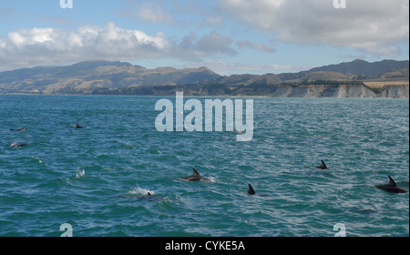 Dusky Delfine vor der Küste von Kaikoura. Nord-östlichen Küste. South Island, Neuseeland Stockfoto