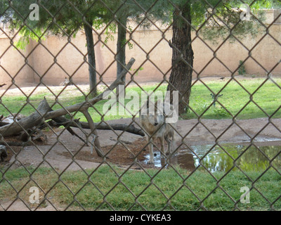 Einer der beiden mexikanischen graue Wölfe am Alameda Park Zoo, Alamogordo, New Mexico, stehend in einem Teich. Der andere Wolf ist in der Hinterg Stockfoto