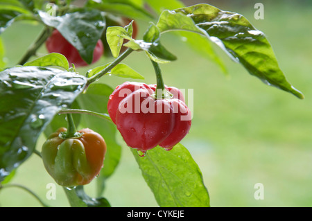 Sehr feurige Scotch Bonnet Chilly peppers "Capsicum Chinensis' noch wachsen und Reifen an der Pflanze. Sie sind hauptsächlich auf den karibischen Inseln gefunden. Stockfoto