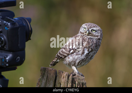 Wilde Steinkauz (Athene Noctua) thront auf Post vor remote slr-Kamera (aka Kanincheneule) auf Ackerland Essex in Großbritannien Stockfoto