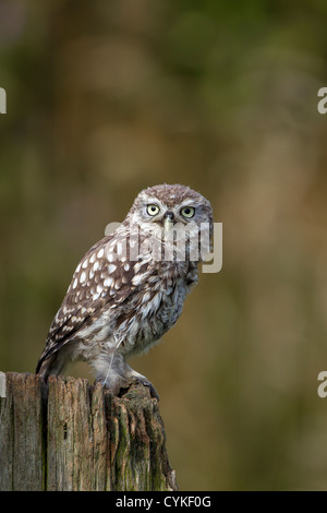 Wilde Steinkauz (Athene Noctua) thront auf Post und alten rostigen Milchkanne (aka Kanincheneule) auf Ackerland Essex in Großbritannien Stockfoto