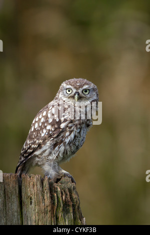 Wilde Steinkauz (Athene Noctua) thront auf Post und alten rostigen Milchkanne (aka Kanincheneule) auf Ackerland Essex in Großbritannien Stockfoto