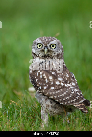 Wilde Steinkauz (Athene Noctua) thront auf Post und alten rostigen Milchkanne (aka Kanincheneule) auf Ackerland Essex in Großbritannien Stockfoto