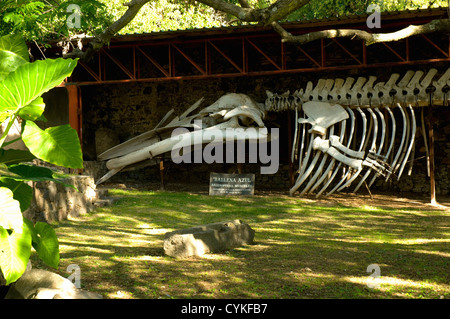 Uruguay. Colonia del Sacramento. Barrio Historico. Museo Municipal. Knochen eines Blauwals. Stockfoto