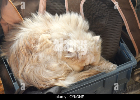 Katze schläft in einer Plastikbox in einen festen Sitz Stockfoto