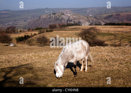 Welsh Mountain Pony Beweidung durch Carreg Cennen in der Nähe von Llandeilo am westlichen Rand des Nationalparks Brecon Beacons Stockfoto