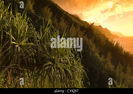 Elk284-7940 Hawaii, Kauai, Na Pali Coast bei Sonnenuntergang, Pandanus-Bäume entlang der Kalalau Trail Stockfoto