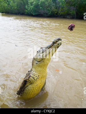 Salzwasser-Krokodil (Crocodylus Porosus), Adelaide River, Northern Territory, Australien Stockfoto
