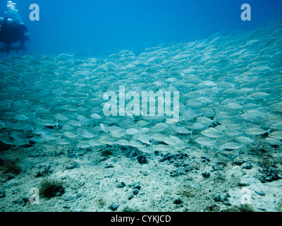 LITTLE CORN ISLAND, NICARAGUA: Schule der tomtae grunzen Fisch, Haemulon aurolineatum, Schwimmen Vergangenheit Taucher an Korallenriff. Stockfoto