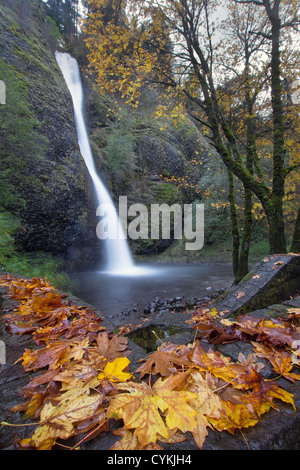 Schachtelhalm fällt entlang der Columbia River Gorge Oregon in Herbstsaison Stockfoto