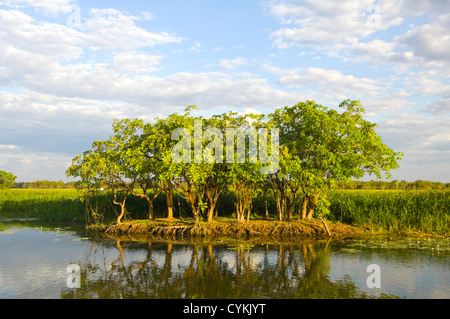 Yellow Water Billabong, Kakadu-Nationalpark, Northern Territory, NT, Australien Stockfoto