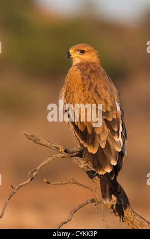 Tawny Adler bei Sonnenaufgang Stockfoto