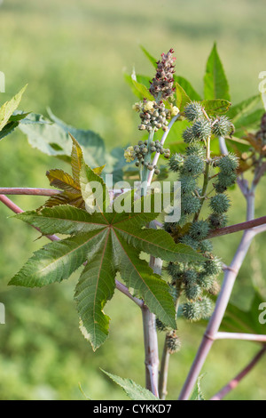 Ricinus Communis. Wunderbaumes in der indischen Landschaft Stockfoto