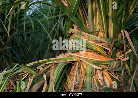 Saccharum Officinarum. Zuckerrohr-Plantage in der indischen Landschaft. Andhra Pradesh, Indien Stockfoto