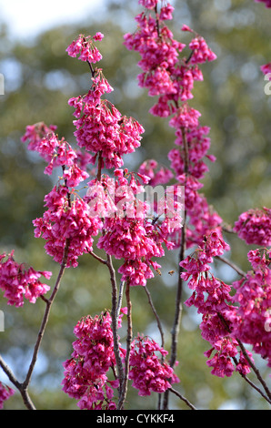 Kirschblüten, Cornwall Park, Auckland New Zealand Stockfoto