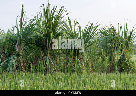 Saccharum Officinarum. Zuckerrohr-Plantage in der indischen Landschaft. Andhra Pradesh, Indien Stockfoto