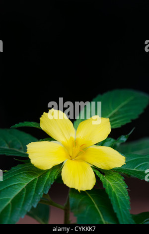 Turnera Ulmifolia. Gelbe Blume der Erle in Indien Stockfoto