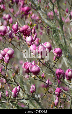 Kirschblüten, Cornwall Park, Auckland New Zealand Stockfoto