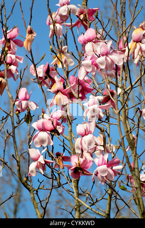 Kirschblüten, Cornwall Park, Auckland New Zealand Stockfoto