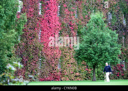 DIE WILDEM WEIN AM ST. JOHNS COLLEGE IN CAMBRIDGE GEWORDEN IN DER ZEIT FÜR DEN ERSTEN TAG DES HERBSTES ROT Stockfoto