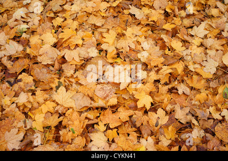 Gefallenen gelben Blätter der italienischen Ahorn Acer opalus Stockfoto