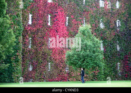 DIE WILDEM WEIN AM ST. JOHNS COLLEGE IN CAMBRIDGE GEWORDEN IN DER ZEIT FÜR DEN ERSTEN TAG DES HERBSTES ROT Stockfoto