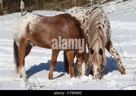 Appaloosa im Schnee Stockfoto