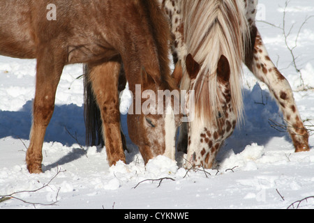 Appaloosa im Schnee Stockfoto