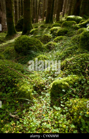 Blick auf den Wald von der großen glen Way gairlochy. Stockfoto