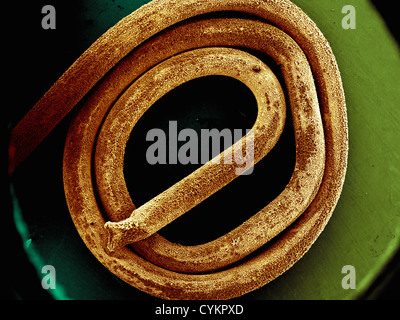 SEM der chemisch abgeschiedenen Antimon auf metallischen Substrat Stockfoto