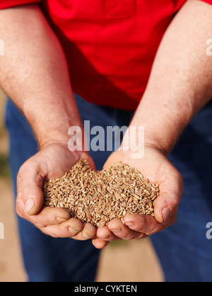 Landwirt Holding Handvoll Gerste Samen Stockfoto