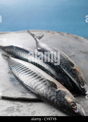 Fangfrischen Fisch Makrele Stockfoto