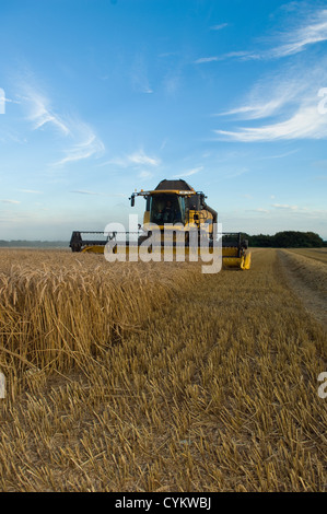Erntemaschine im Ernte-Bereich tätig Stockfoto