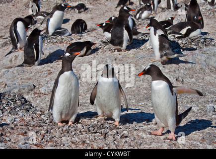 Gentoo Penguins (Pygoscelis Papua), Gonzalez Videla chilenischen Base, antarktische Halbinsel Stockfoto