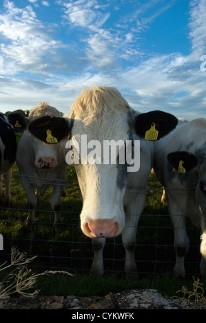 Nahaufnahme von Kuhmilch Gesicht im Feld Stockfoto