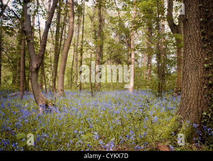 Lila Wildblumen wachsen im Wald Stockfoto