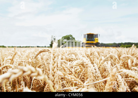 Erntemaschine im Ernte-Bereich tätig Stockfoto