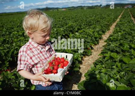 Junge pflücken Erdbeeren im Feld Stockfoto